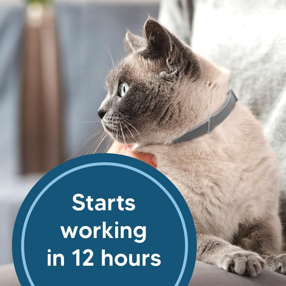 8-Month Flea and Tick Collar for Cats, Adjustable Waterproof Pest Repellent Collar, 2 Pack (Grey)